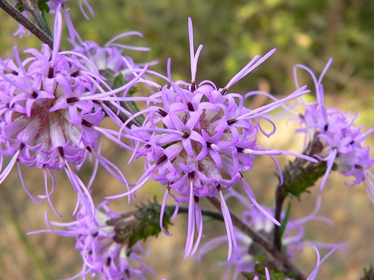 {Liatris squarrulosa}